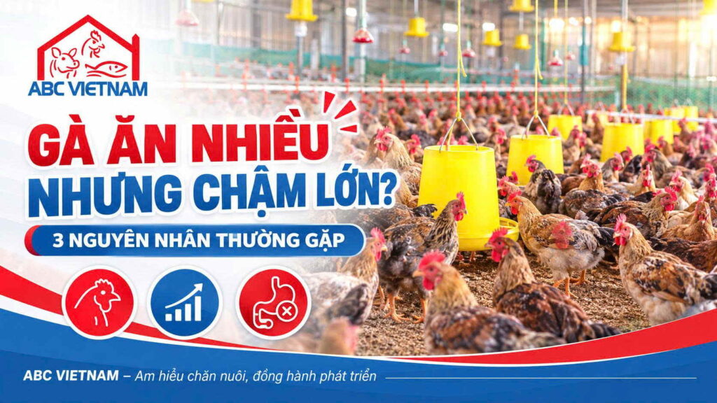 bc_vietnam_nen_dung
