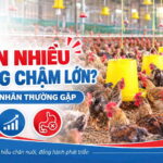 bc_vietnam_nen_dung