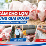 Ảnh hướng dẫn chọn cám cho lợn theo từng giai đoạn dinh dưỡng: lợn con, lợn choai và lợn thịt – ABC VIETNAM.
