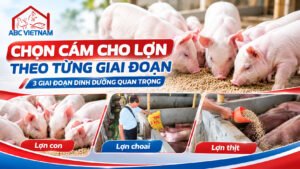 Ảnh hướng dẫn chọn cám cho lợn theo từng giai đoạn dinh dưỡng: lợn con, lợn choai và lợn thịt – ABC VIETNAM.